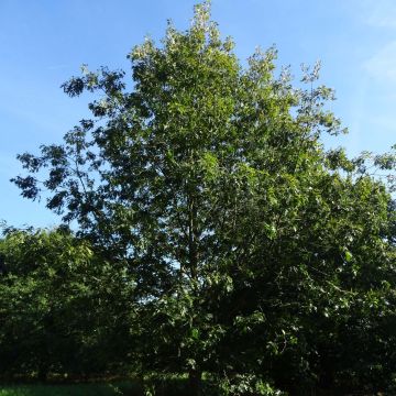 Quercus coccinea Splendens - Roble escarlata