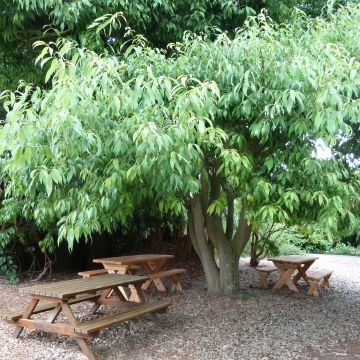 Quercus myrsinifolia - Encina de hoja de Almez