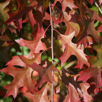 Quercus palustris Isabel - Roble de los pantanos