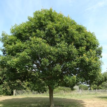 Quercus petraea Mespilifolia - Chêne rouvre à feuilles de néflier