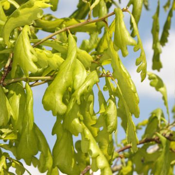 Quercus robur Cucullata - Roble común