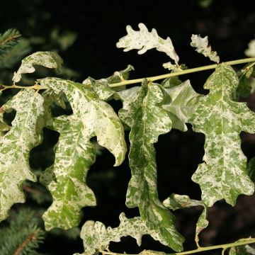 Quercus robur Jan Zamoyski - Roble común