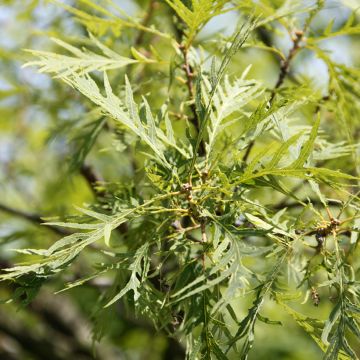 Quercus robur Pectinata - Roble común