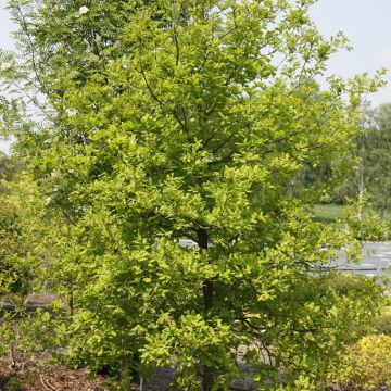 Quercus robur Rita's Gold - Roble común