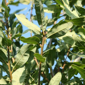 Quercus robur Salfast - Roble común