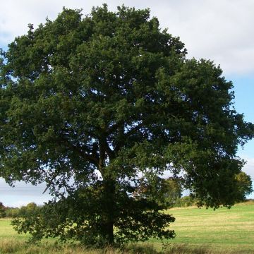 Roble común - Quercus robur