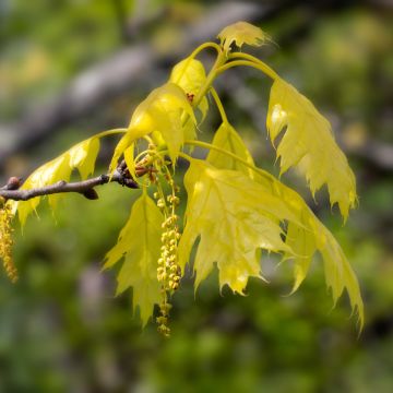 Quercus rubra Aurea - Roble americano