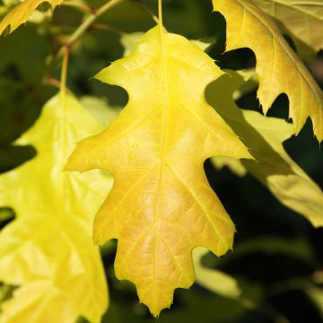 Quercus rubra Boltes Gold - Roble americano