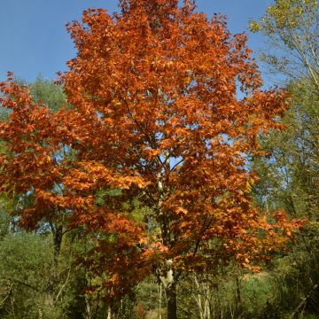 Roble americano - Quercus rubra