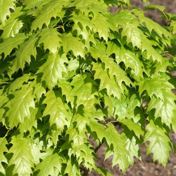 Quercus rubra Haaren - Roble americano