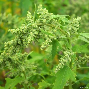 Quinua - Chenopodium quinoa