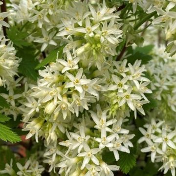 Ribes sanguineum Oregon Snowflake - Grosellero de invierno