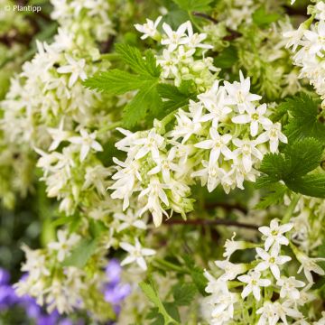 Ribes sanguineum Oregon Snowflake - Grosellero de invierno