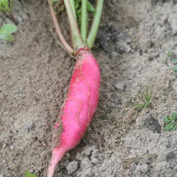 Rábano Rose d'hiver de Chine no tratada - Ferme de Sainte Marthe