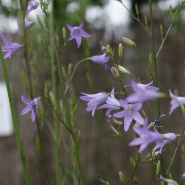 Campanula rapunculus