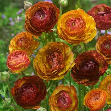 Ranunculus Picotée Café au lait