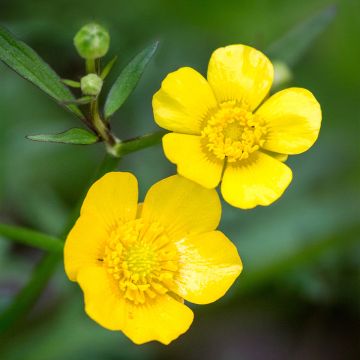 Ranunculus acris - Botón de oro