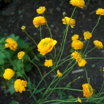 Ranunculus acris Multiplex - Botón de oro