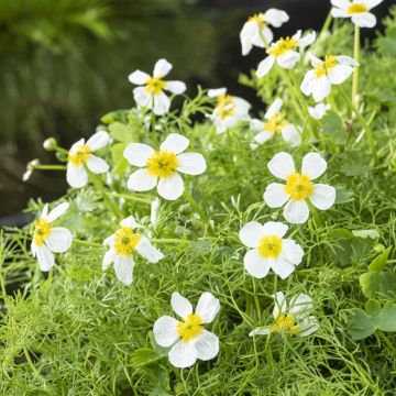 Ranunculus aquatilis - Ranúnculo acuático