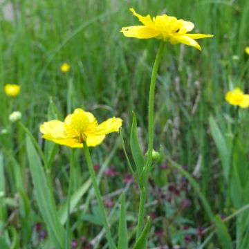 Ranunculus lingua - Ranúnculo de las cañas