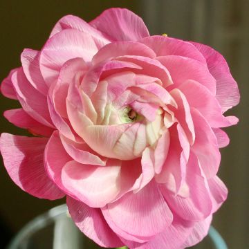 Ranunculus asiaticus Pink - Ranúnculo