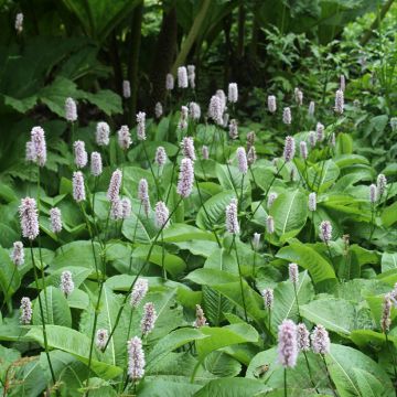 Persicaria bistorta Superba