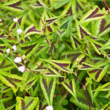 Persicaria runcinata Yunnan Giant