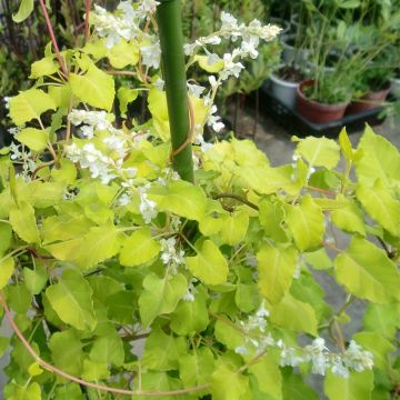 Polygonum aubertii Summer Sunshine Acofal - Viña del Tíbet