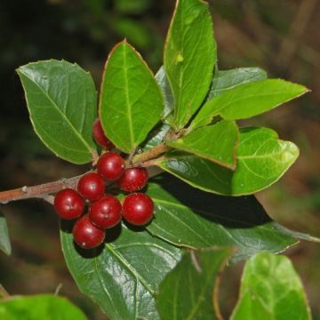 Rhamnus alaternus - Aladierno