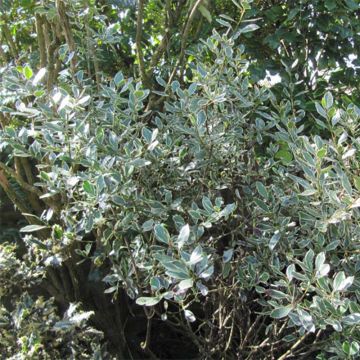 Rhamnus alaternus Argenteovariegata - Aladierno