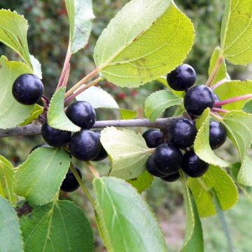 Rhamnus catharticus - Espino cerval