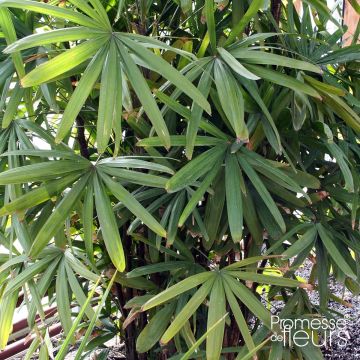 Rhapis excelsa - Rapis