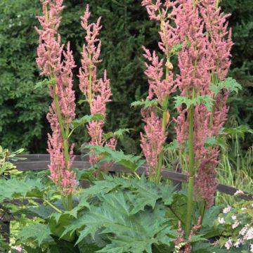 Rheum palmatum var. tanguticum - Ruibarbo de levante