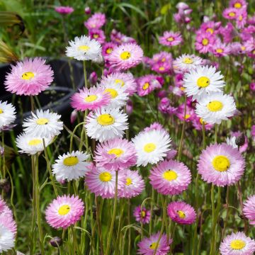 Helipterum manglesii Mix