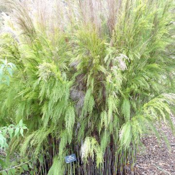 Rhodocoma capensis