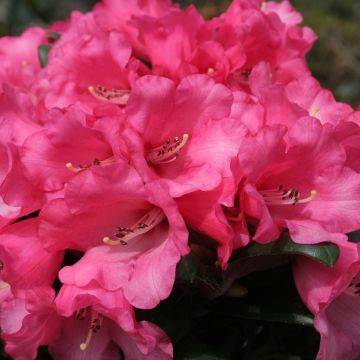 Rhododendron yakushimanum Debbie Dane - Rhododendron nain