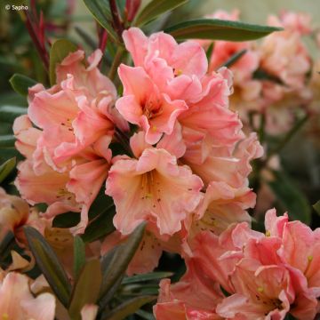 Rhododendron Lady Lasa