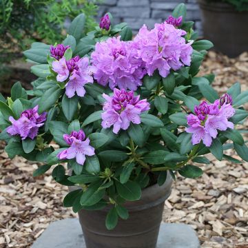 Rhododendron Easydendron INKARHO Grandiflorum