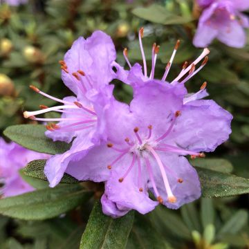 Rhododendron Rhododendron impeditum