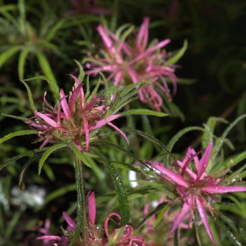 Rhododendron macrosepalum Linearifolium