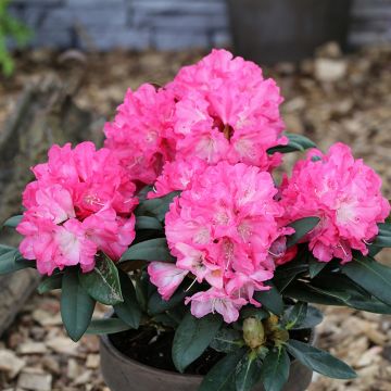 Rhododendron yakushimanum Polaris