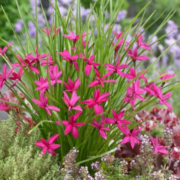 Rhodohypoxis Beverly