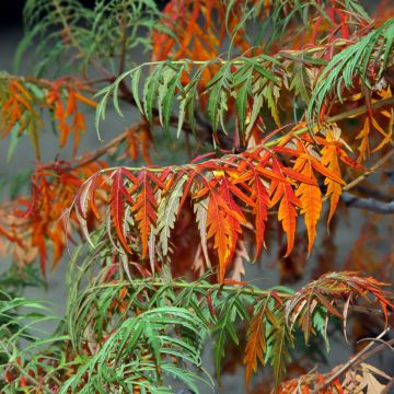 Rhus glabra Laciniata