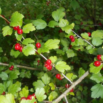 Grosella alpina - Ribes alpinum