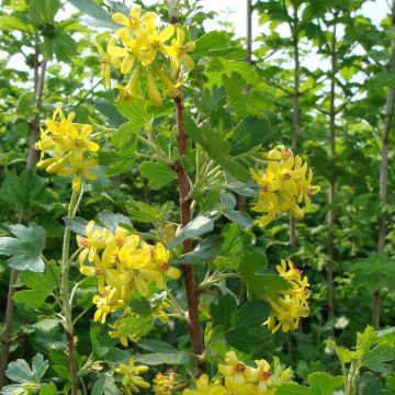 Ribes odoratum - Grosella dorada