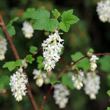 Ribes sanguineum Johannie Whitenow! - Groseillier à fleurs