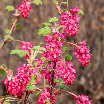 Ribes sanguineum Koja - Grosellero de invierno