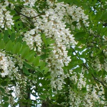 Robinia pseudoacacia - Falsa acacia