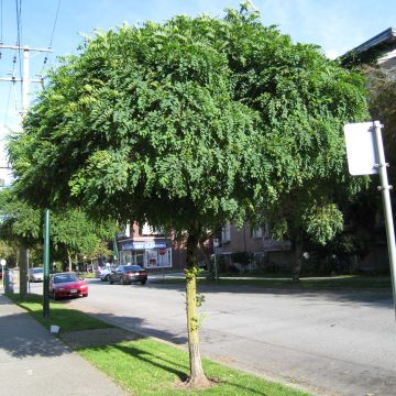 Robinia pseudoacacia Umbraculifera - Falsa acacia