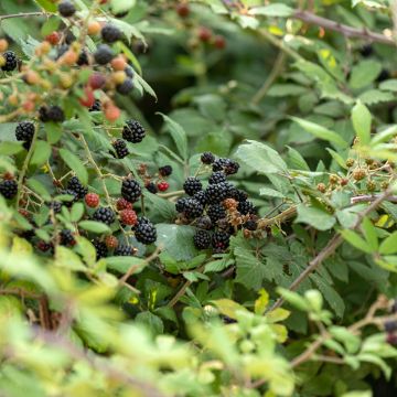 Zarzamora - Rubus fruticosus